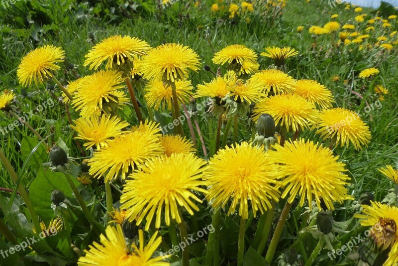 Flower Plant Nature Summer Garden