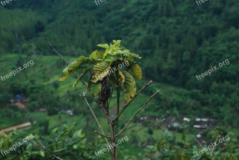 Nature Flora Leaf Tree Outdoors