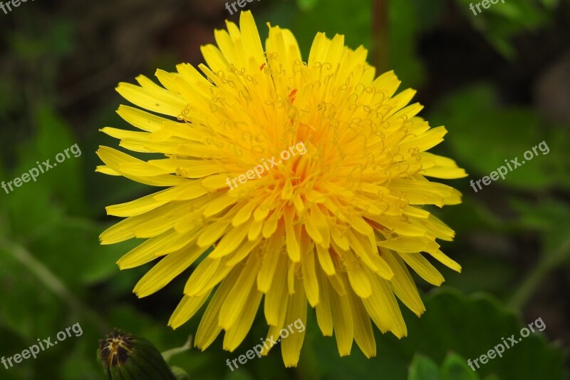 Nature Plant Flower Summer Garden