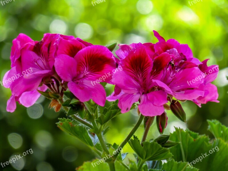 Flower Garden Plant Nature Floral