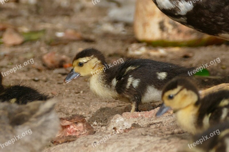 Bird Animal World Nature Animal Duck