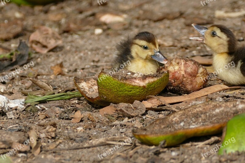 Bird Animal Nature Animal World Small