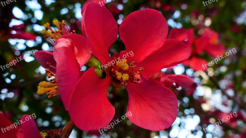 Nature Flower Tree Outdoor Plant