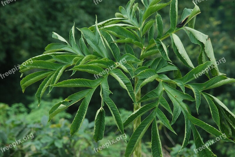 Leaf Flora Nature Growth Summer