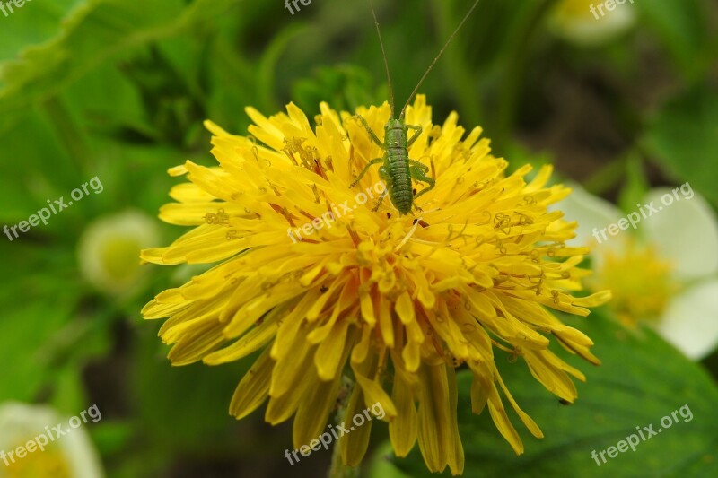 Nature Plant Flower Summer Leaf