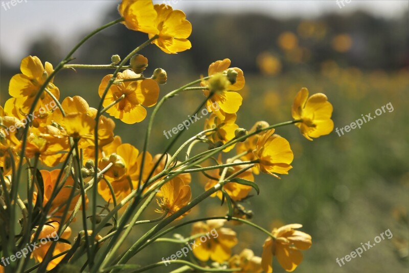 Flower Nature Your Marigolds Plant At The Court Of