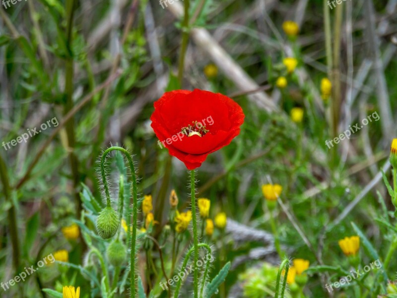 Poppy Papaver Rhoeas L Nature Flower Plant