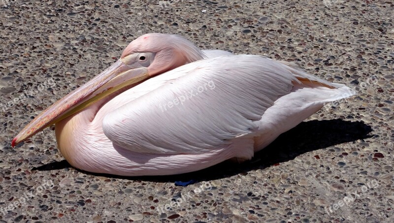 Flaming Pelikan Bird Pink Cyprus