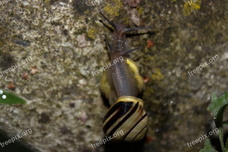 Snail Tape Worm Nature Animal Stripes