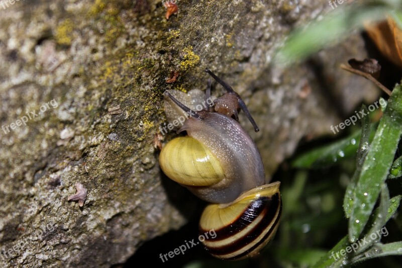 Snail Tape Worm Nature Animal Stripes