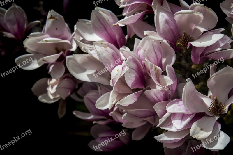 Flower Plant Nature Petal Garden