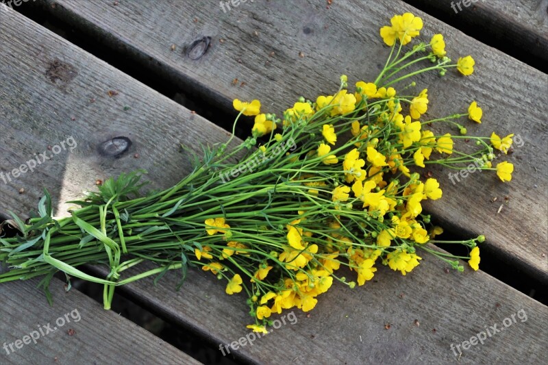 Flower Plant Your Marigolds Leaf Nature