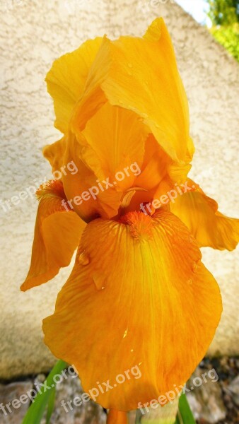 Nature Flower Plant Color Leaf