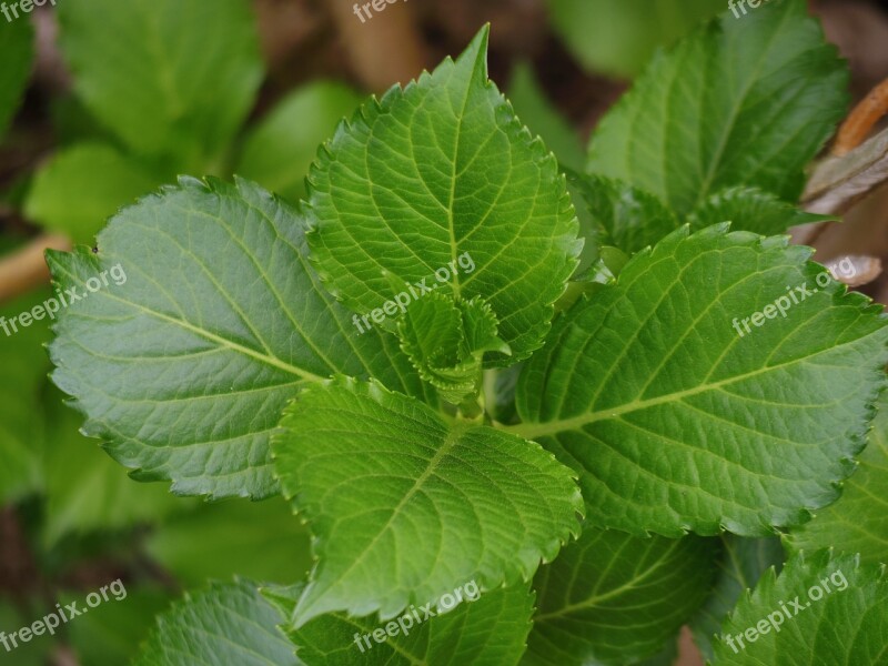 Hydrangea Hydrangeas Leaves Fresh Green Leaf Natural