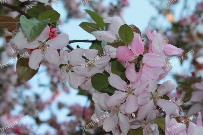 Flower Tree Apple Tree Plant Bee