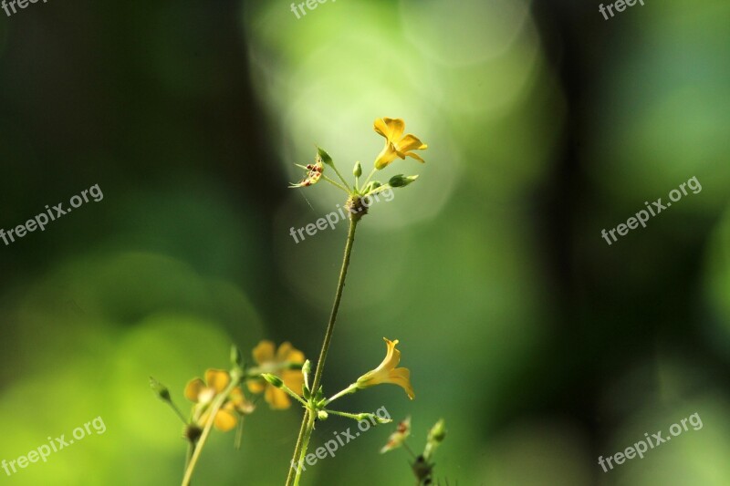 Nature Leaf Outdoors Flora Flower