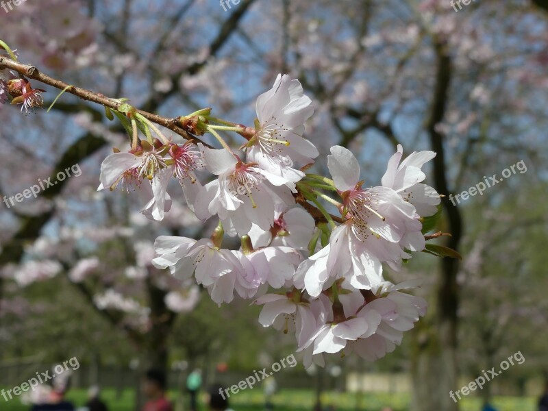 Flower Tree Plant Cherry Wood Spring