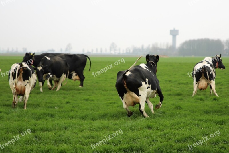 Farm Cattle Cows Animals Cow