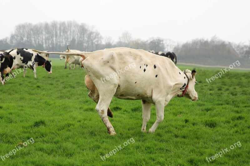 Farm Cattle Cows Animals Cow