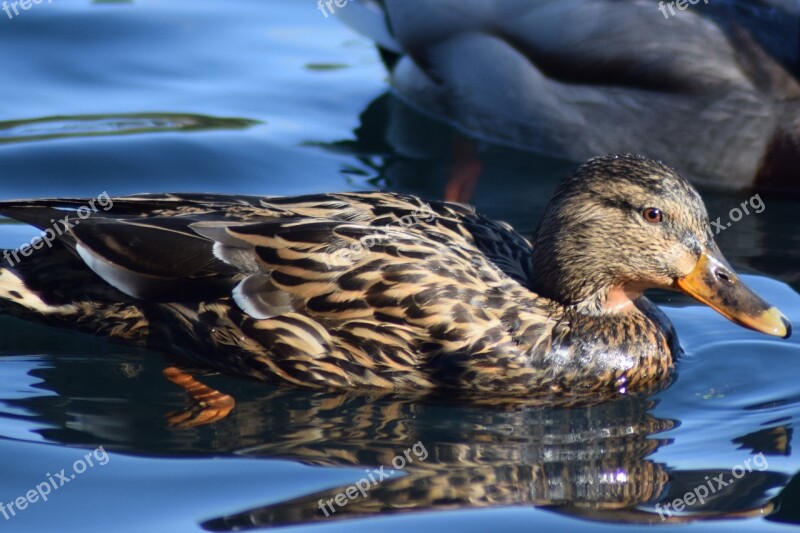 Duck Bird Pool Wildlife Lake