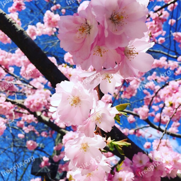 Flower Cherry Wood Tree Flowers Flourishing Tree