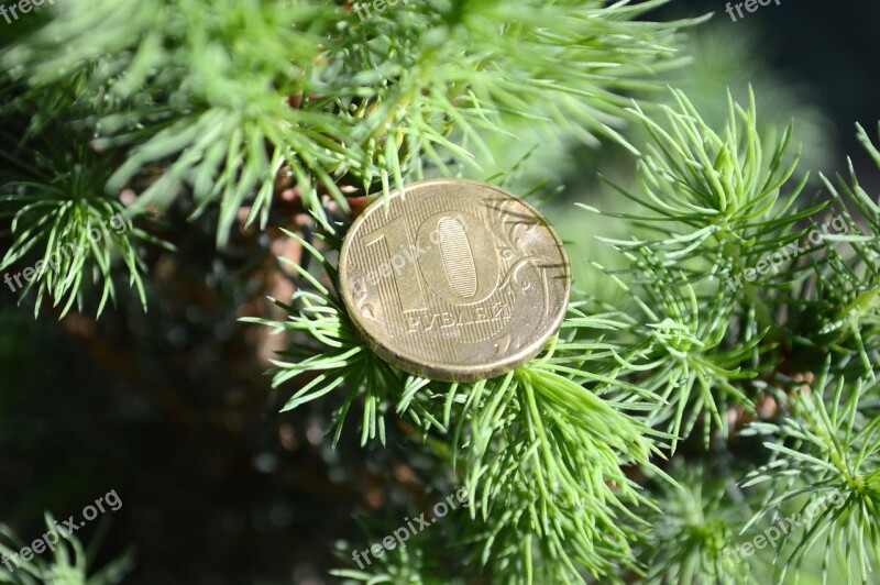 Tree Plant Pine Nature Branch