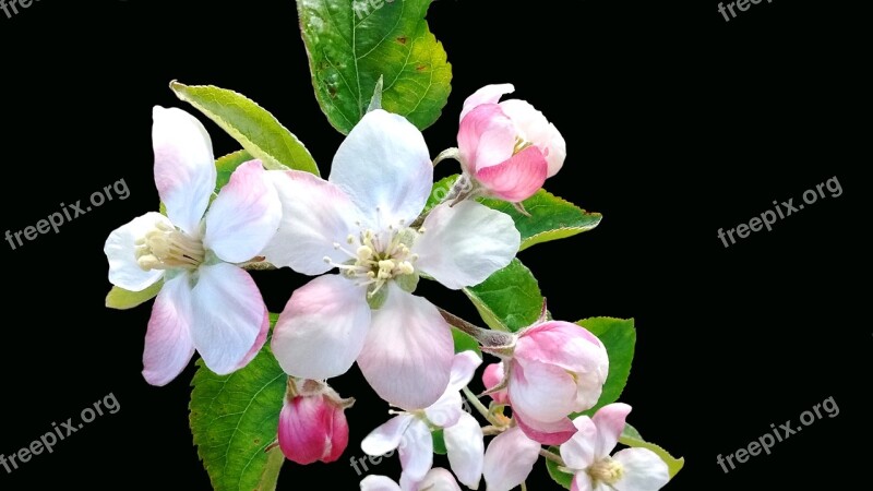 Nature Flora Leaf Garden Blossom