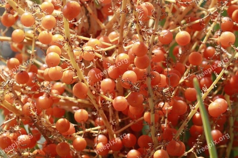 Fruit Food Branch Tree Nature