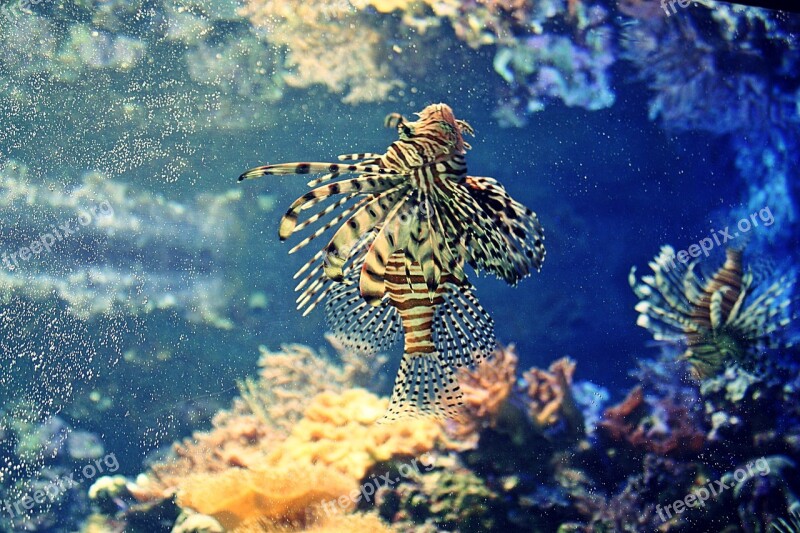 Underwater Coral Reef Fish Ocean