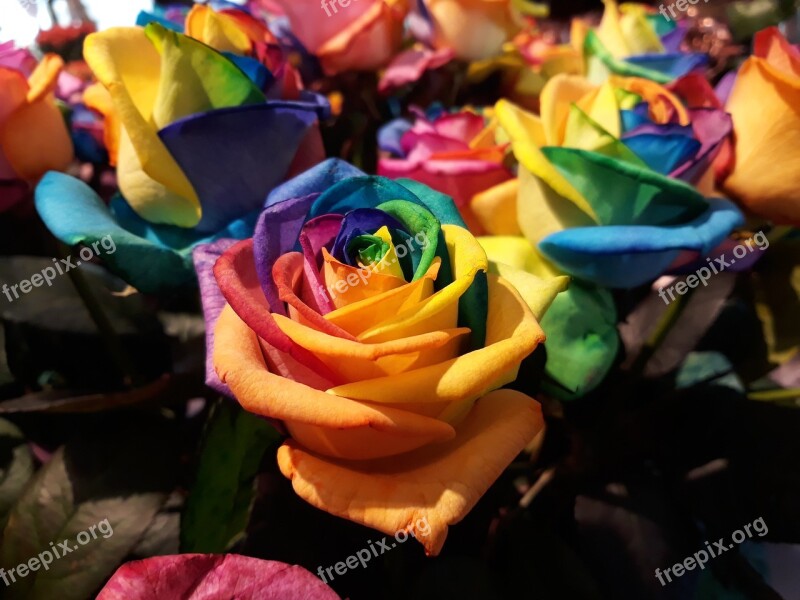 Flower Celebration Color Colorful Rose