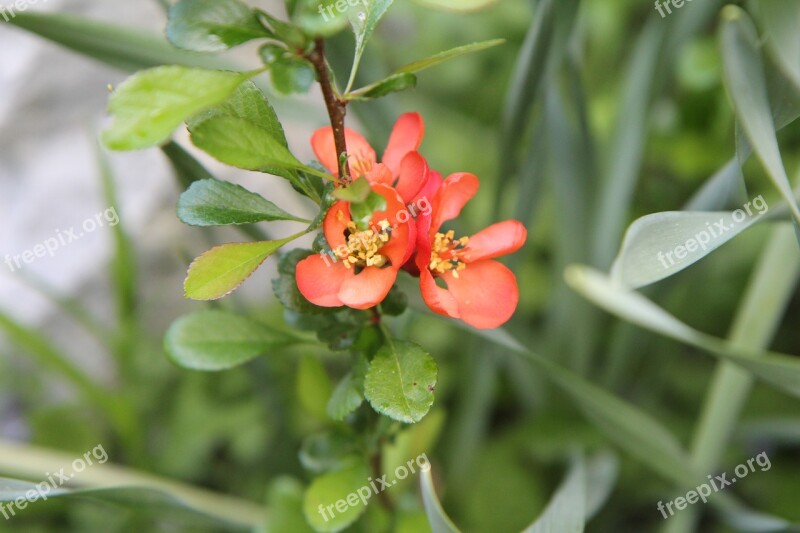 Apple Japan Japan Quince Flowers Spring Free Photos