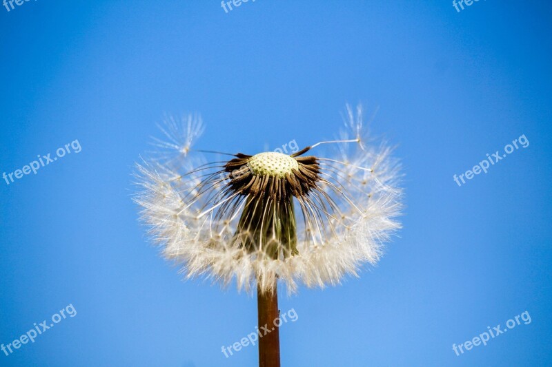 Dandelion Downy Sky Summer Nature