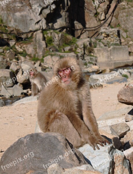 Monkey Mammal Wildlife Primate Macaque