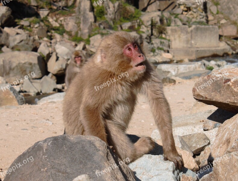 Macaque Snow Monkey Japan Free Photos