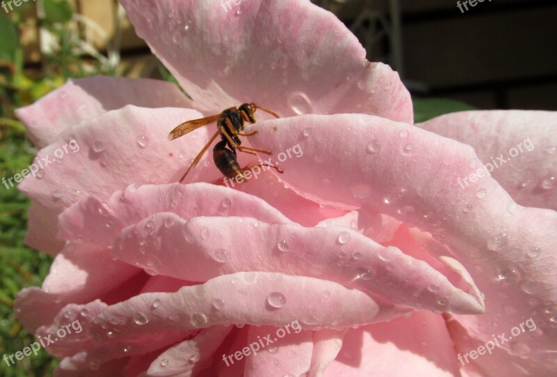 Wasp Flower Nature Outdoors Free Photos