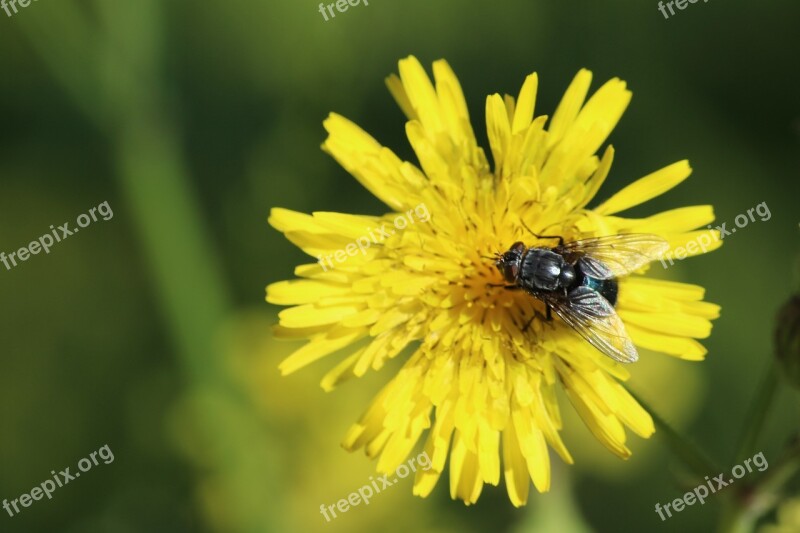 Nature Flower Plant Summer Fly