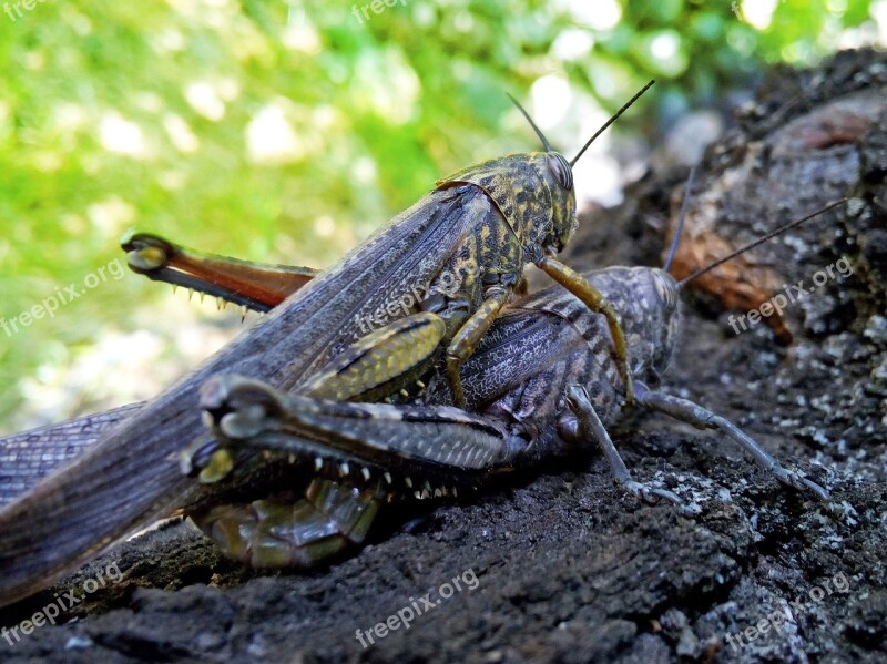 Orthopteron Grasshoppers Locusts Insect Breeding Insects Mating Nature