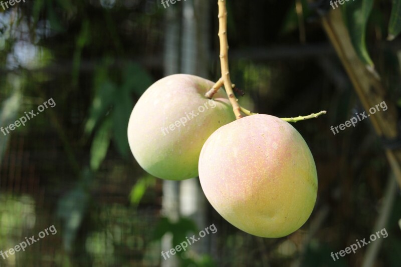 Fruit Mango Thailand Fruit Organic Mango Juice