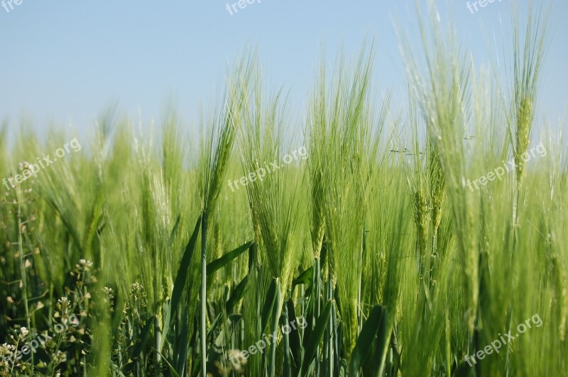 Field Triticum Cereals The Green Ears Campaign