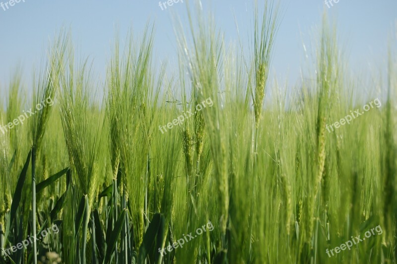 Triticum Cereals Collected Free Photos