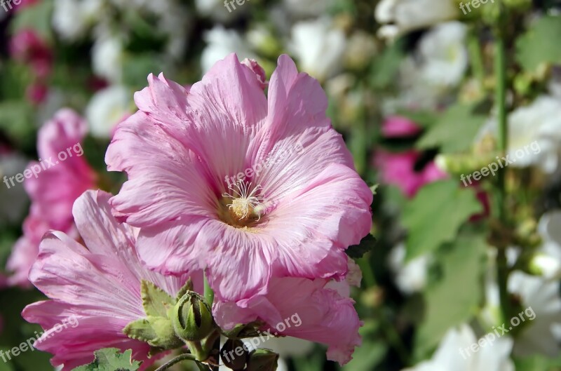 Althea Hollyhock Pink Flower Mallow Flower