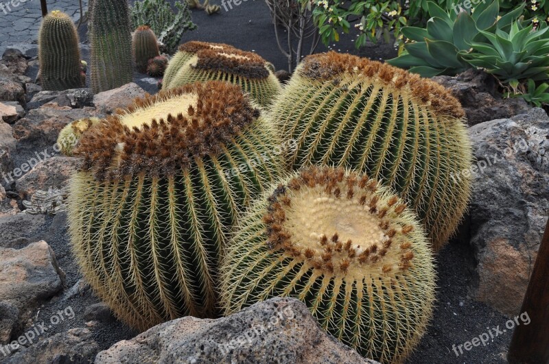 Cactaceae Desert Nature Plant Outdoors