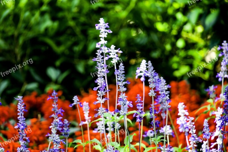 Lavender Nature Plant Flower Leaf