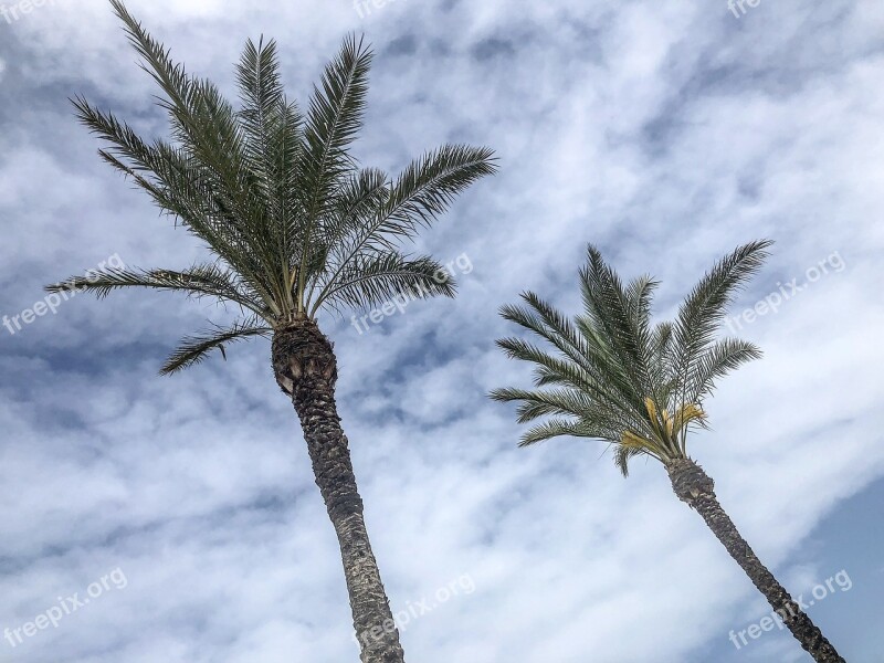 Palm Sky Clouds Beach Cloudiness