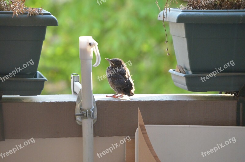 Bird Nature Blackbird Free Photos