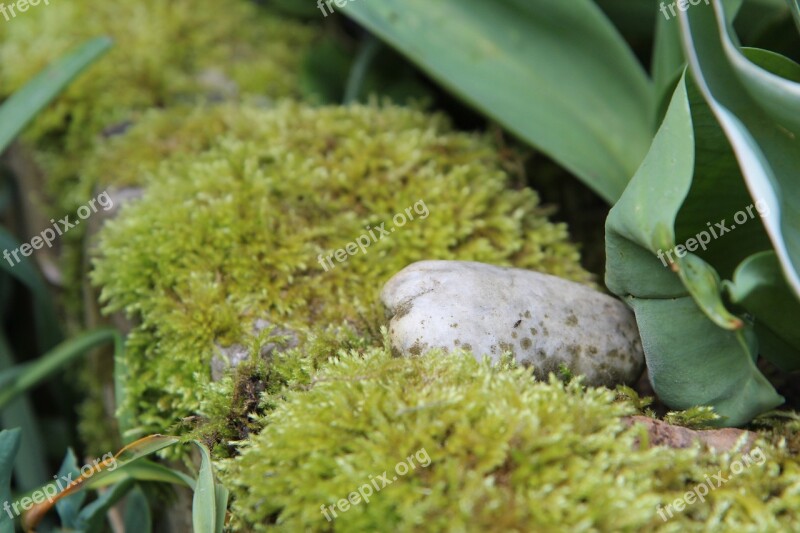 Foam Lichen Carpet Foam Roller Pierre