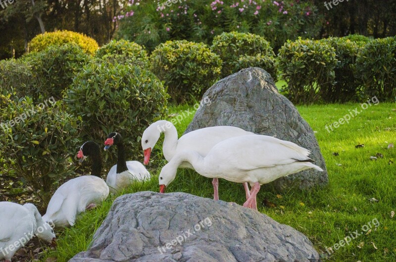 Nature Lawn Animalia Open Air Birds