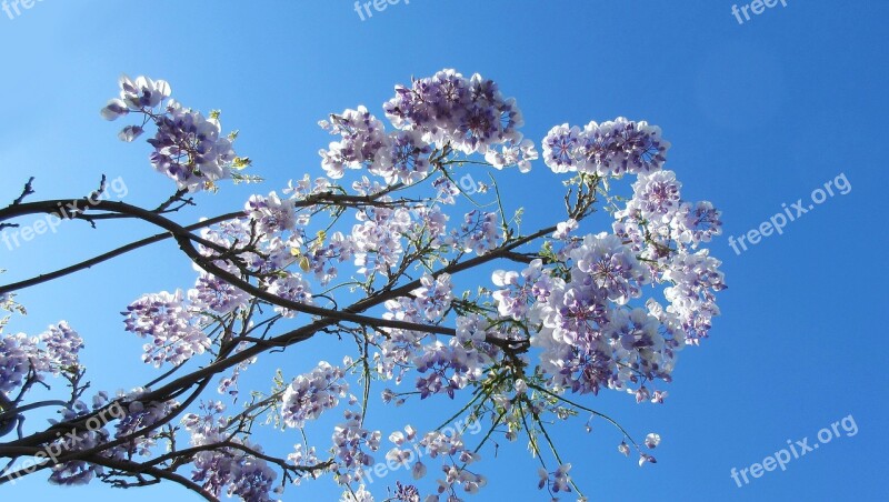 Wisteria Branch Flower Tree Spring