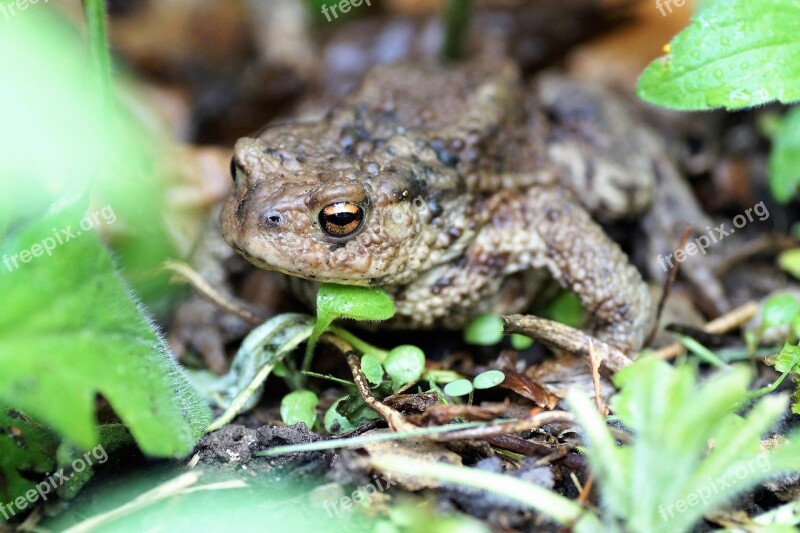 Toad General Bufo Bufo Amphibian Blisters