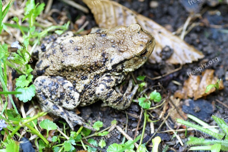 Toad General Bufo Bufo Amphibian Blisters